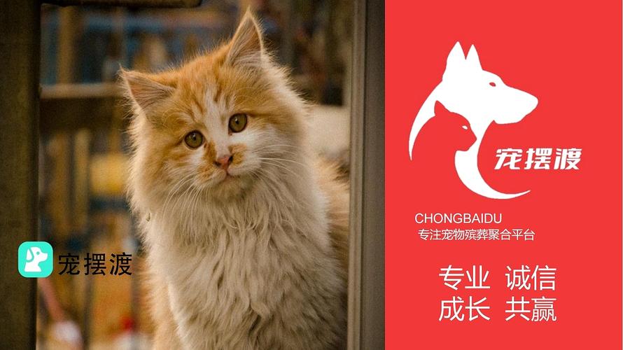 摆渡宠物服务